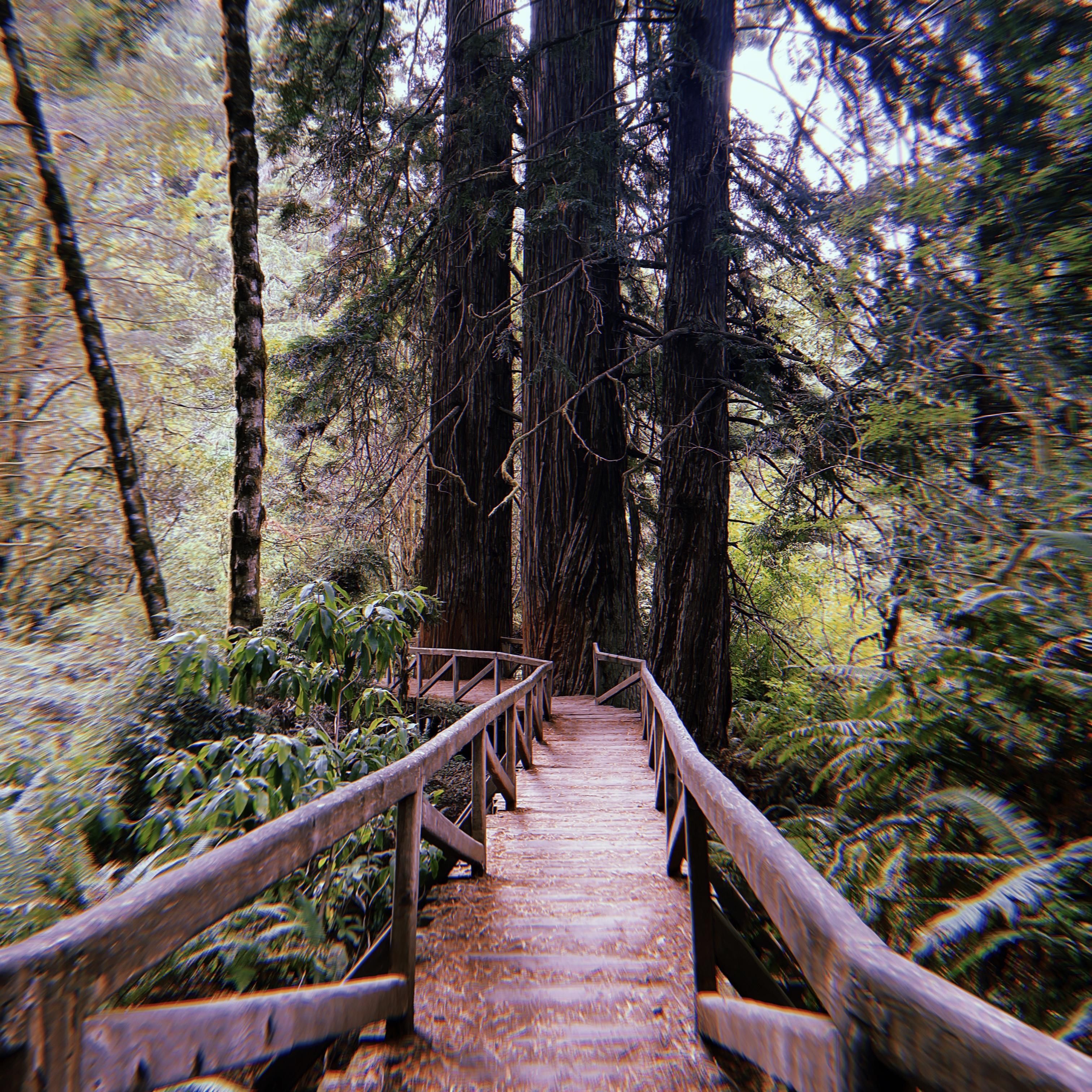 Top Ten Redwood Hikes for 2024