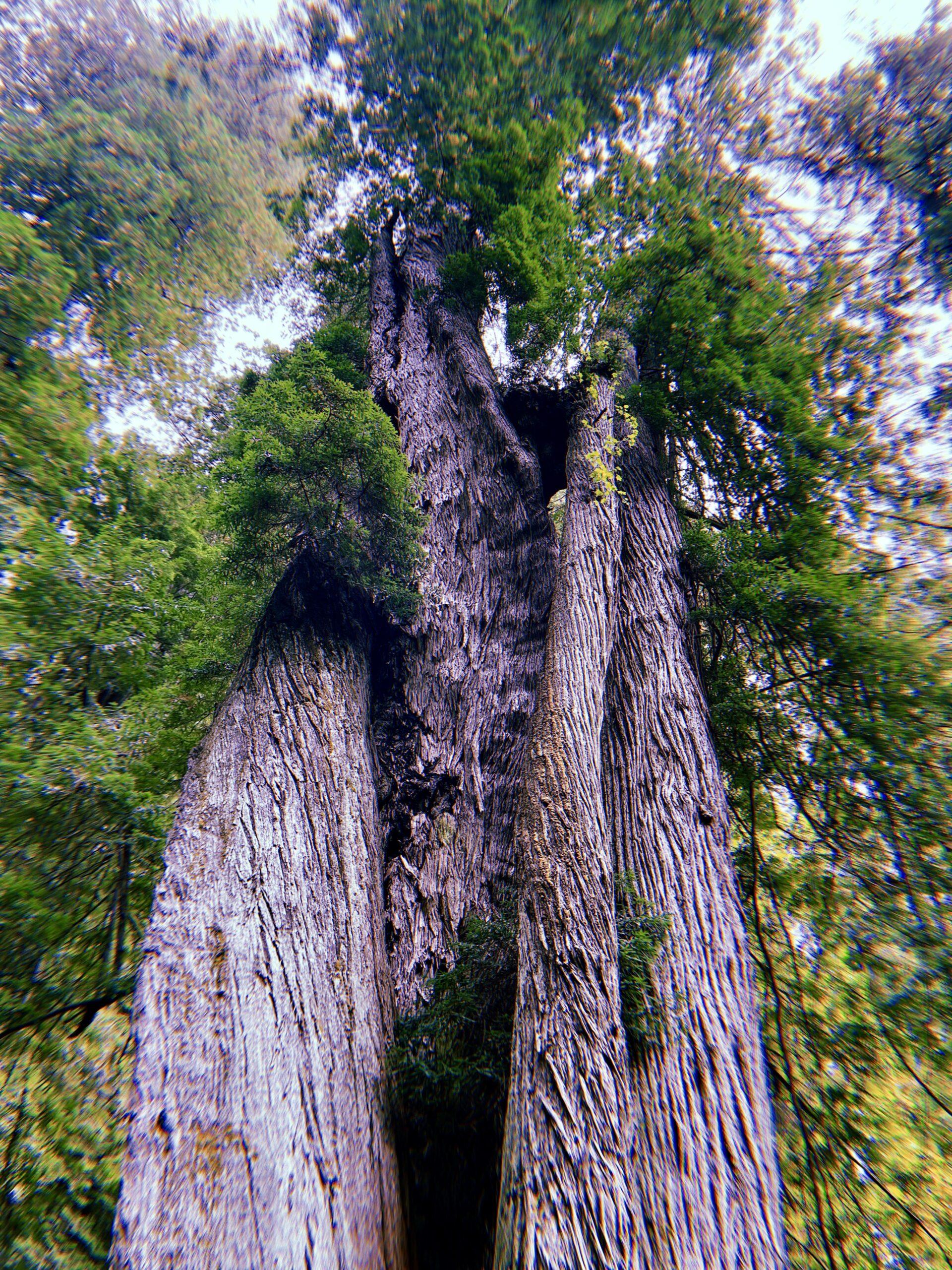 Most Iconic Redwood Trees